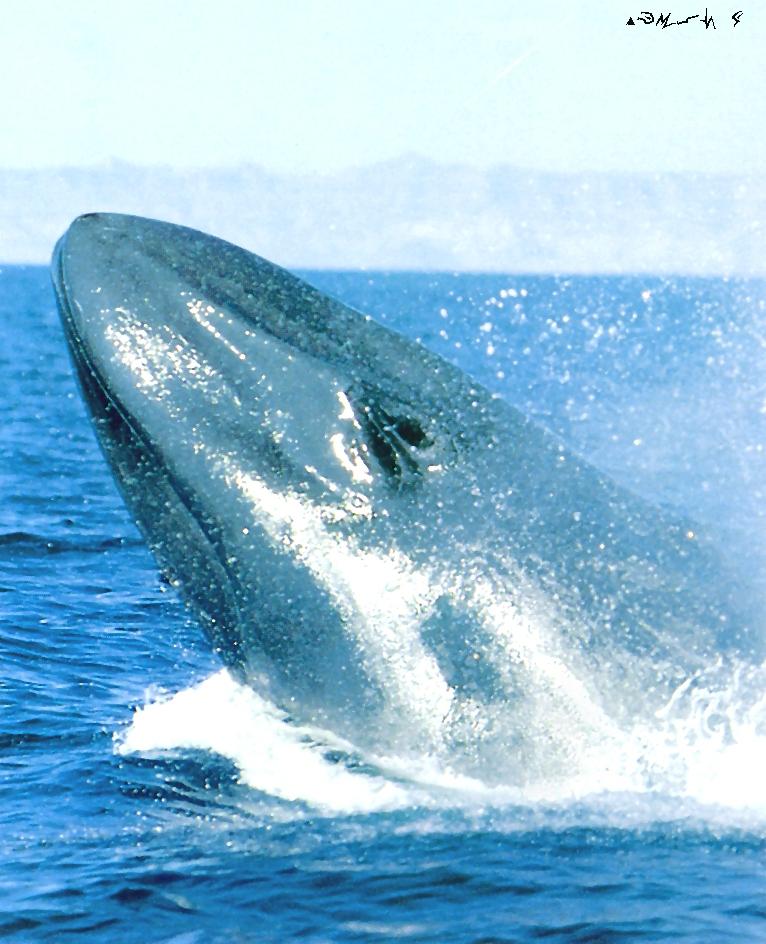 Blue Whale-head out of water surface.jpg
