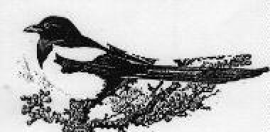 Drawing-Black-billed Magpie.jpg