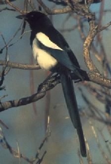 Black-billed Magpie perching on branch-rear view.jpg