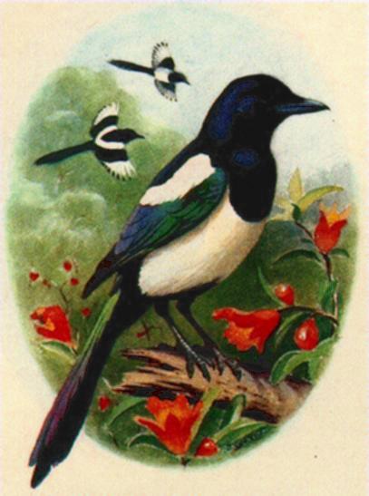 Pica pica-Black-billed Magpie-Painting.jpg