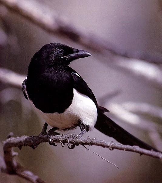Black-billed Magpie1-Perching on branch-Looks back.jpg