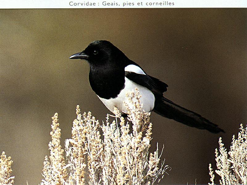 Ds-Oiseau 073-Black-billed Magpie.jpg