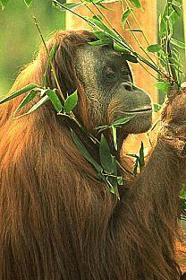 SDZ 0067-Orangutan.jpg