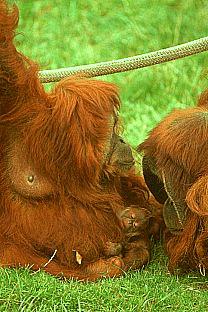 SDZ 0242-2Orangutans.jpg