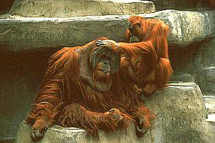 SDZ 0243-2Orangutans-SkinCare.jpg