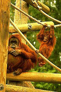 SDZ 0245-2Orangutans-Play.jpg