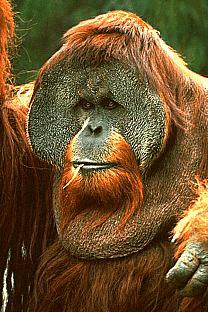SDZ 0246-Orangutan-Face.jpg