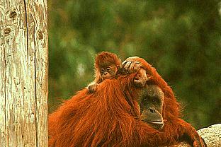 SDZ 0247-Orangutans-Mom Baby.jpg