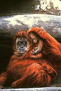 SDZ 0248-Orangutans-Mom Baby.jpg