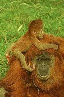 SDZ 0249-Orangutans-Mom Baby.jpg