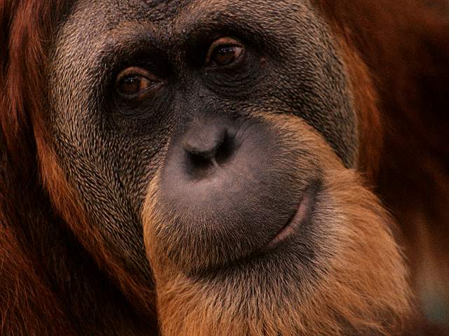 Ak5-Orangutan-face closeup.jpg