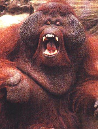 animal1-Orangutan-yawning.jpg