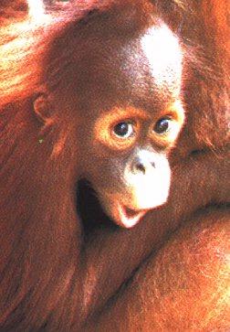 anm17-Baby Orangutan.jpg