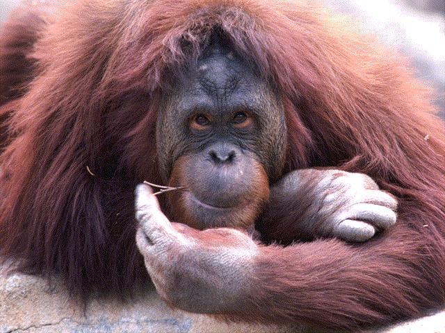 Ape01-Orangutan-face closeup.jpg