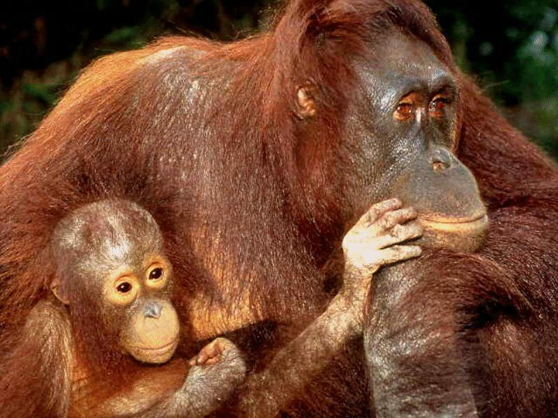 BABY18-Orangutans-mom and young-closeup.jpg