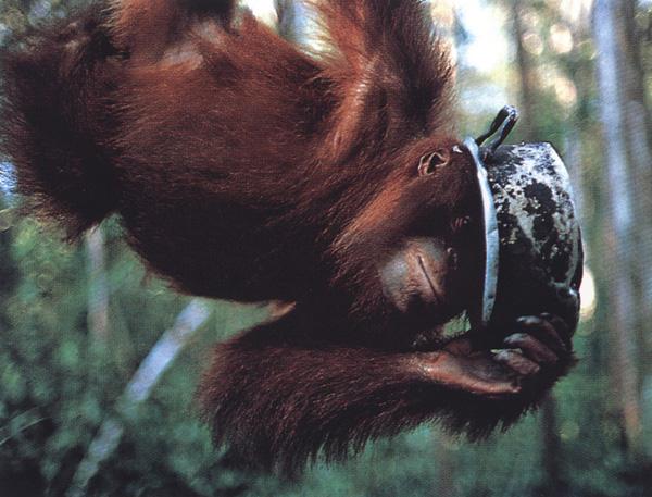 bs-Orangutan 01-usu-ngs.jpg