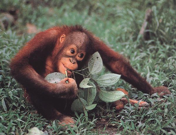 bs-Orangutan 02-usu-ngs.jpg