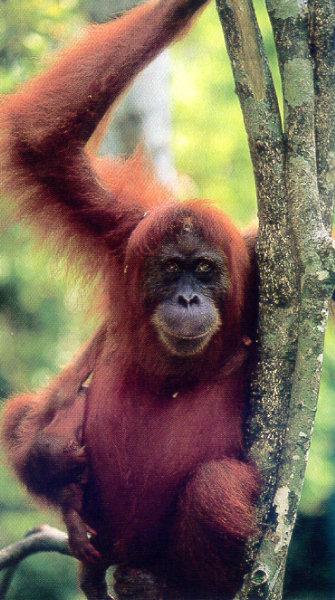 lj Anup&Manoj Shah Orangutan Edita.jpg