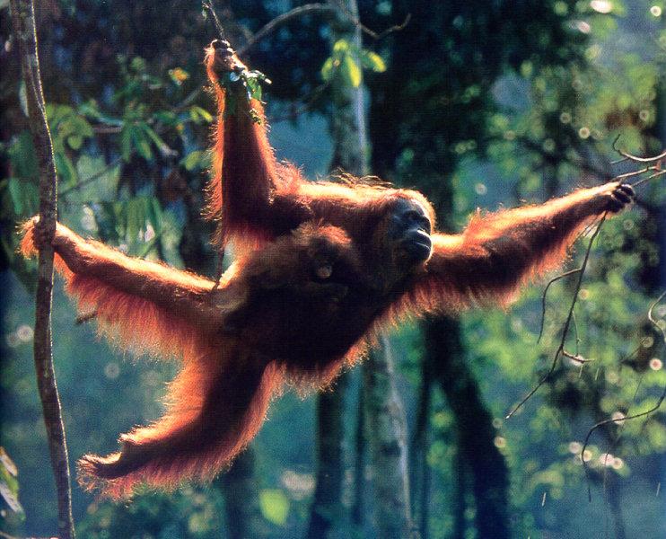 lj Anup&Manoj Shah Orangutan Suma&Son Forester-Sumatra.jpg