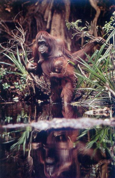 lj Borneo Orangutans.jpg