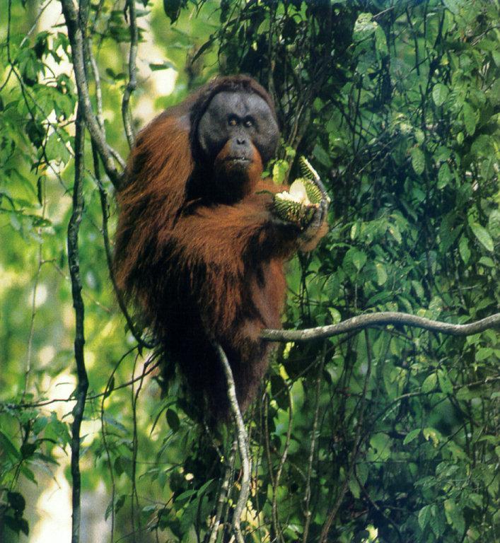 lj Durian-Eating Borneo-Residing Orangutan.jpg