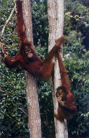 lj Rambunctious Borneo Orangutans.jpg