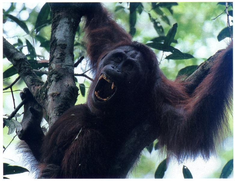 lj Tim Laman Orangutan01.jpg