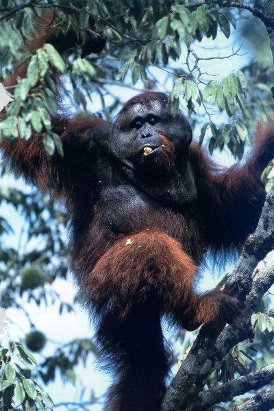 lj Tim Laman Orangutan02.jpg