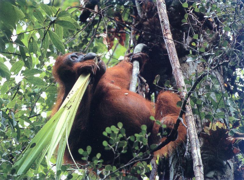 lj Tim Laman Orangutan03.jpg