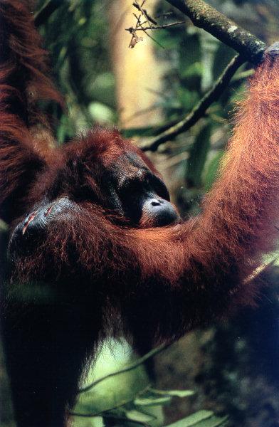 lj Tim Laman Orangutan05.jpg