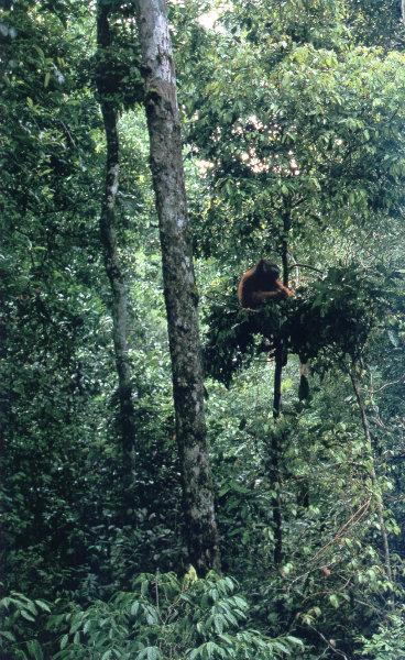 lj Tim Laman Orangutan06.jpg