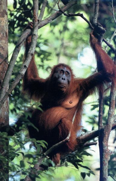 lj Tim Laman Orangutan07.jpg