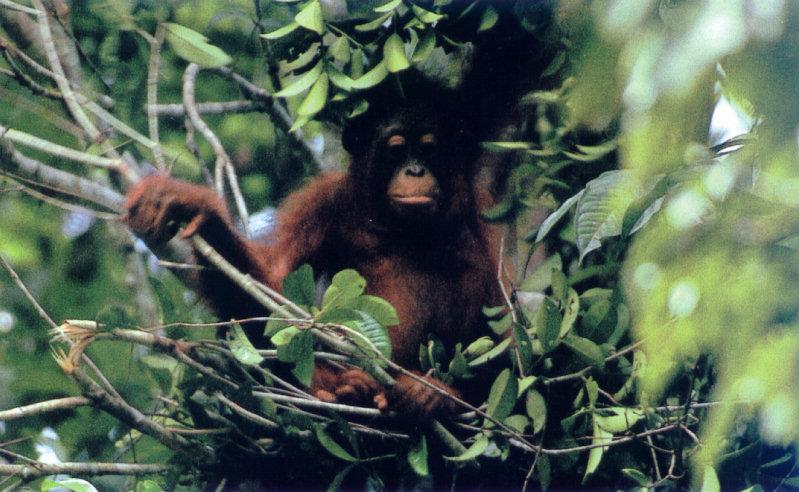 lj Tim Laman Orangutan09.jpg