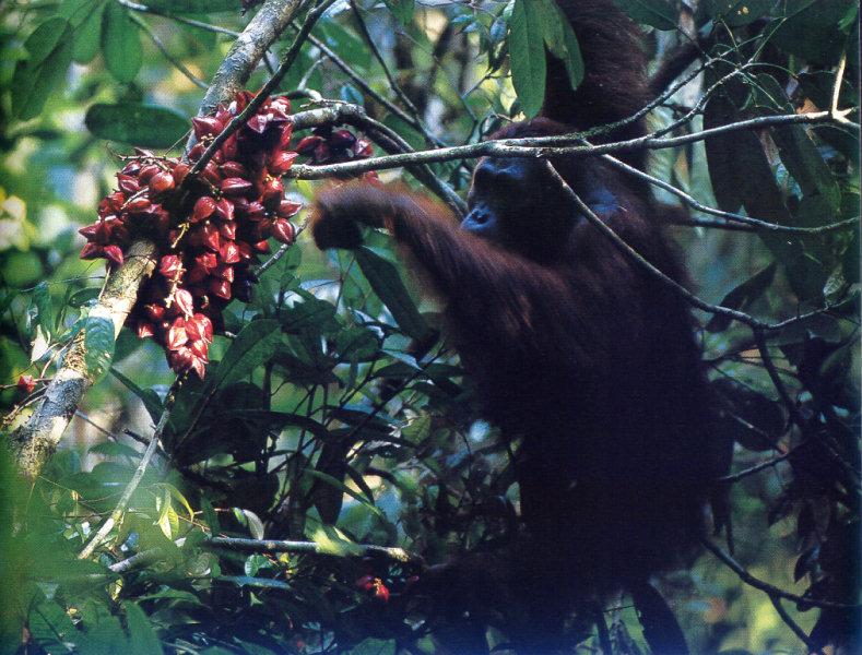 lj Tim Laman Orangutan Feasts On Dipterocarp Fruits-Borneo Rain Forest.jpg
