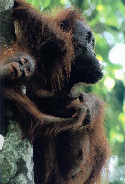 lj Tim Laman Orangutans01.jpg