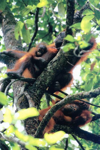 lj Tim Laman Orangutans02.jpg