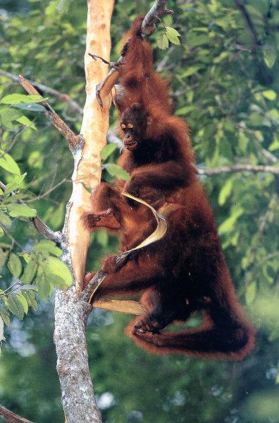 lj Tim Laman Orangutans03.jpg