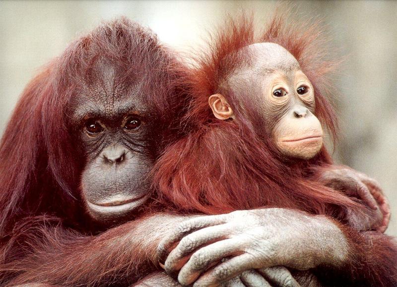 Orangutan - Pongo pygmaeus jt-mom and baby.jpg