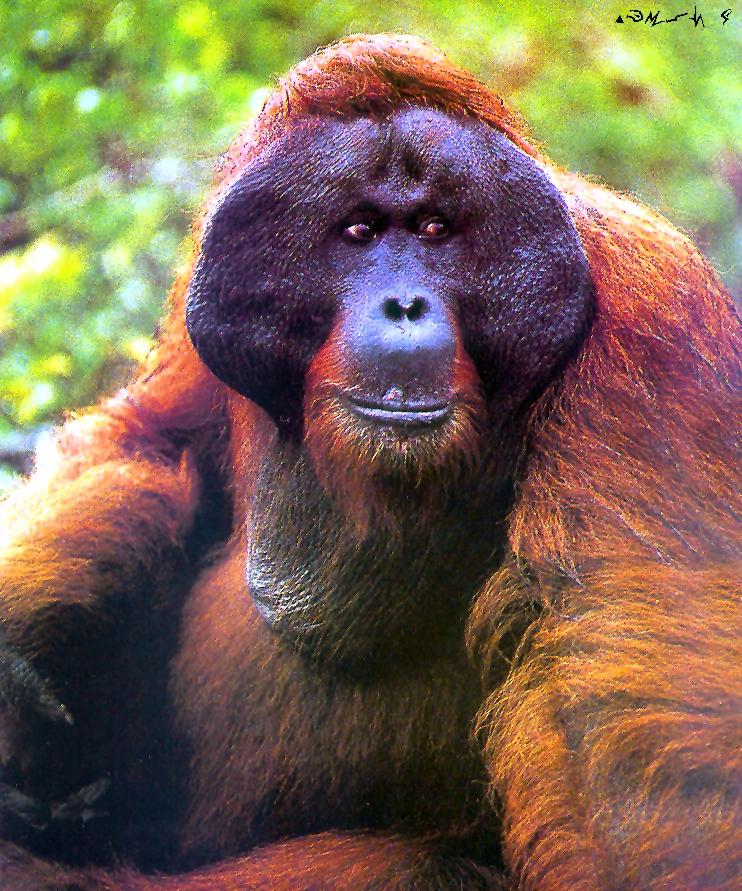 Orang-Utan Orangutan-portrait closeup of male.jpg