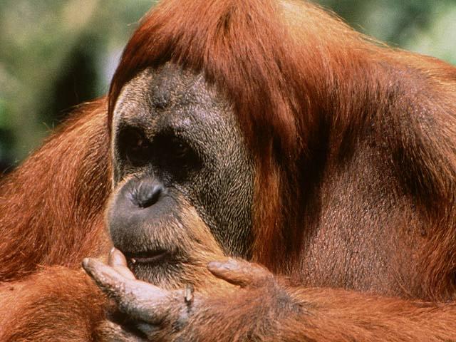 orangutan01.jpg