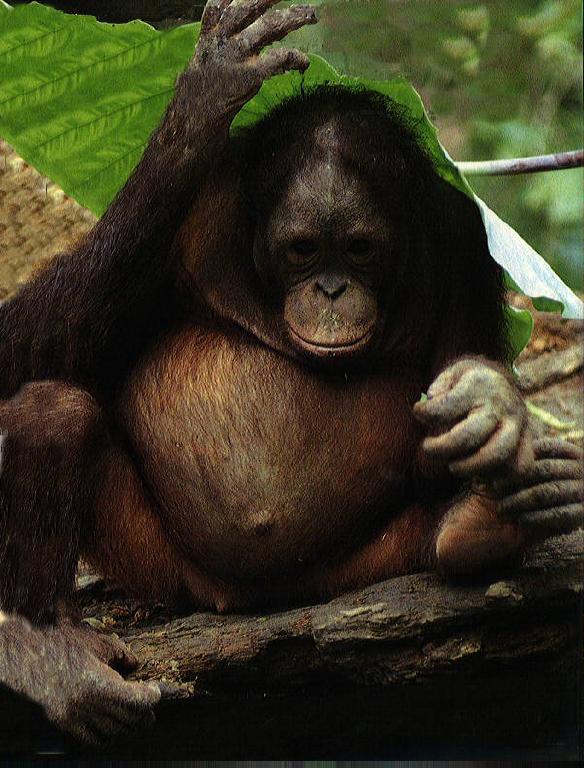 Orangutan3.jpg