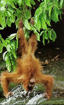 Orangutan4.jpg