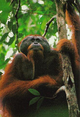 Orangutan7.jpg