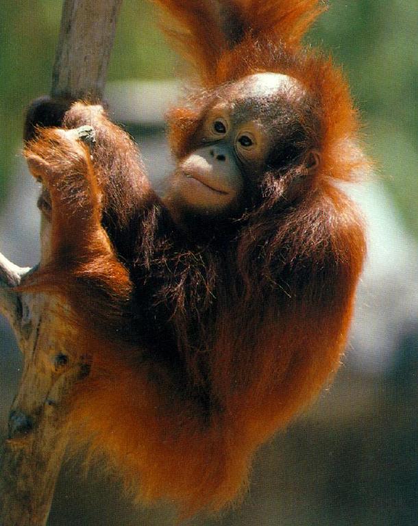 Orangutan8.jpg