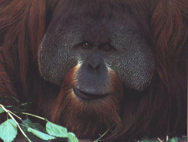 Orangutan-face closeup in forest-by Joel Williams.jpg