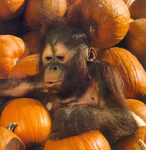 orangutan-Happy Pumpkin Day.jpg
