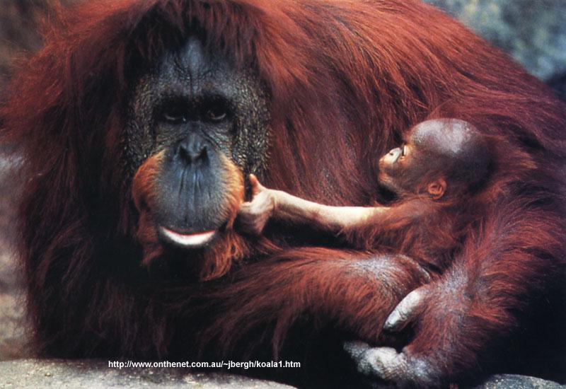 urang04a-Orangutan Nursing Baby.jpg