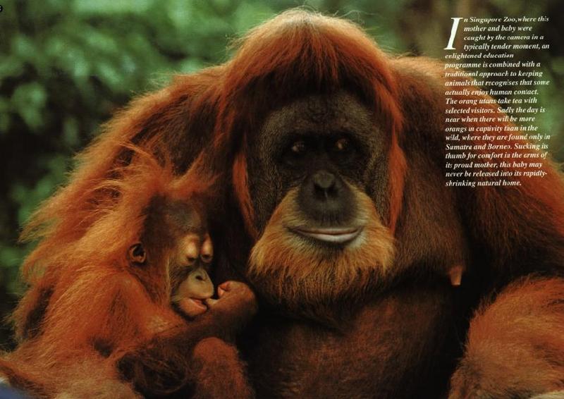 Orangutans-mom and baby-in Singapore Zoo.jpg