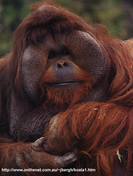 urangat3-Orangutan.jpg