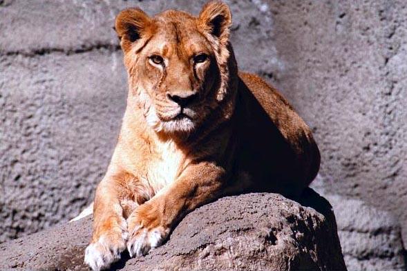 Asian Lion-Sitting on rock.jpg